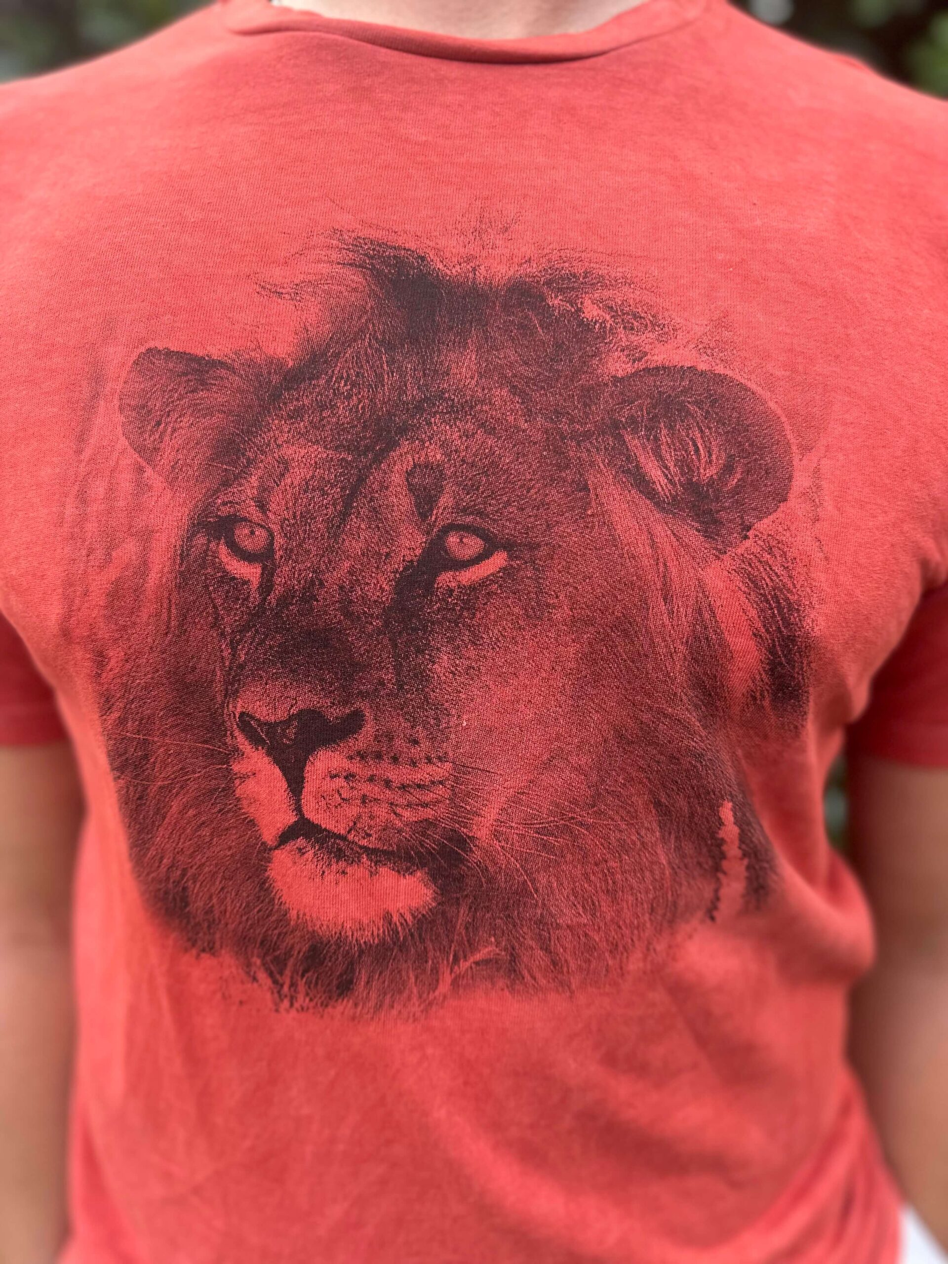 Design 14B Photo Print – Lion